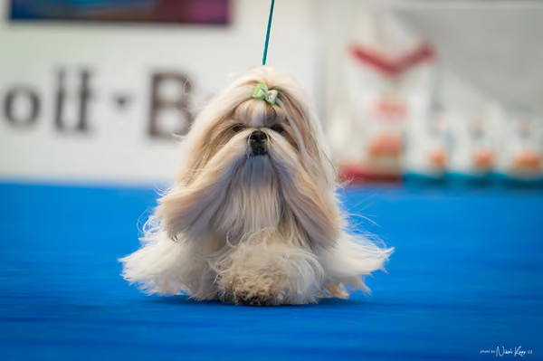 For Pets Cup – DOSPĚLÝ
