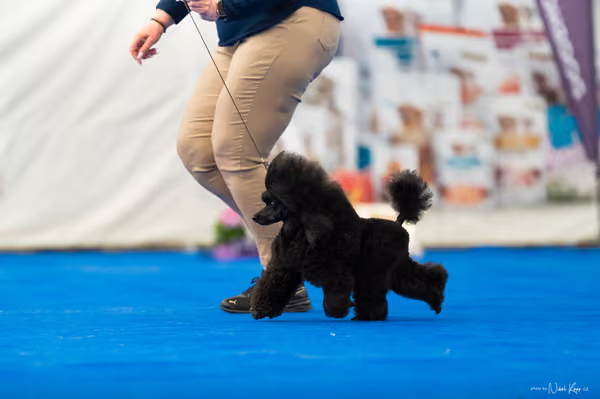 For Pets Cup – DOSPĚLÝ