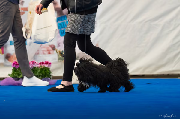 For Pets Cup – DOSPĚLÝ
