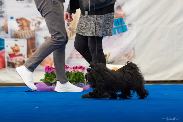 For Pets Cup – DOSPĚLÝ