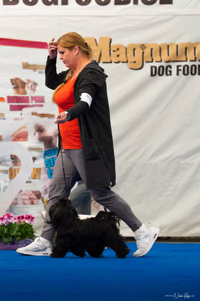 For Pets Cup – DOSPĚLÝ