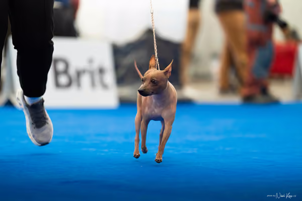 For Pets Cup – DOSPĚLÝ