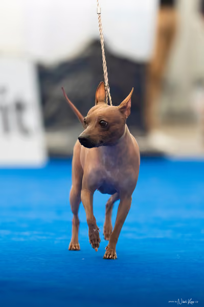 For Pets Cup – DOSPĚLÝ