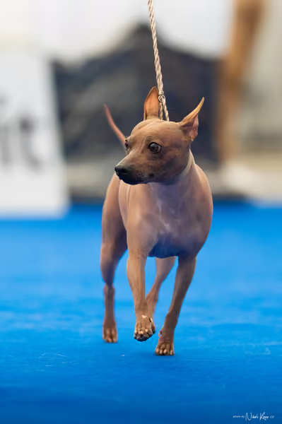 For Pets Cup – DOSPĚLÝ