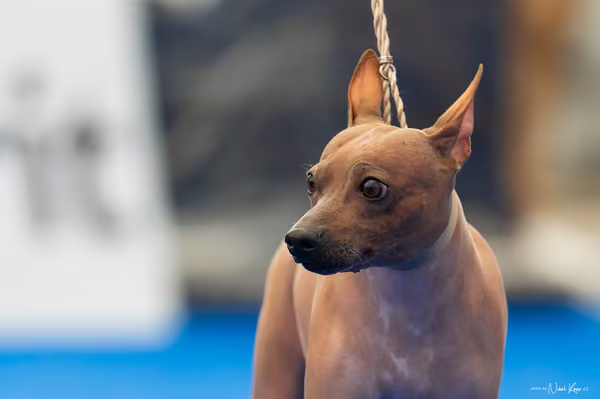 For Pets Cup – DOSPĚLÝ