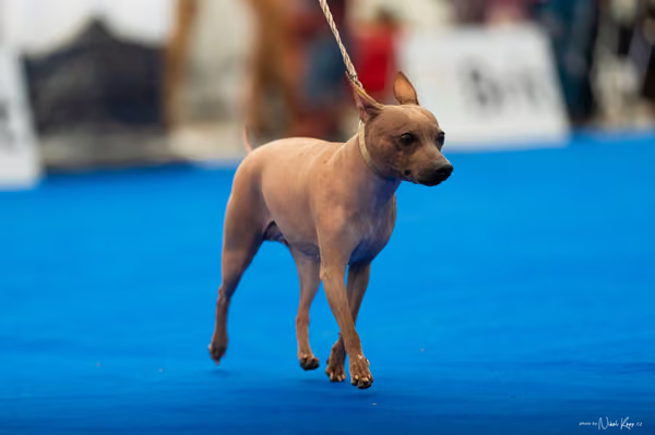 For Pets Cup – DOSPĚLÝ