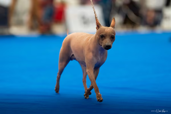 For Pets Cup – DOSPĚLÝ