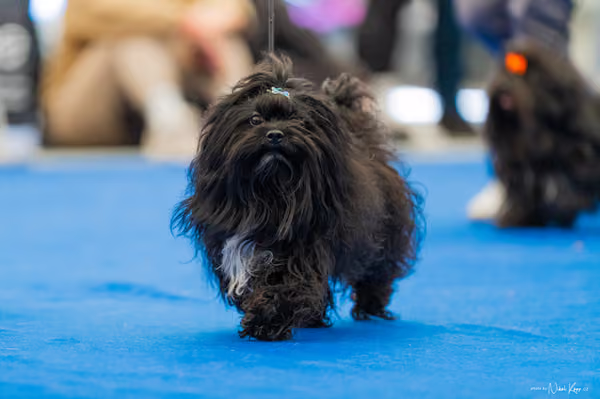 For Pets Cup – DOSPĚLÝ