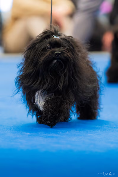 For Pets Cup – DOSPĚLÝ