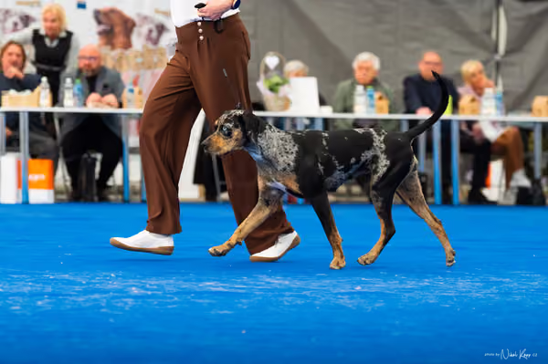 For Pets Cup – DOSPĚLÝ