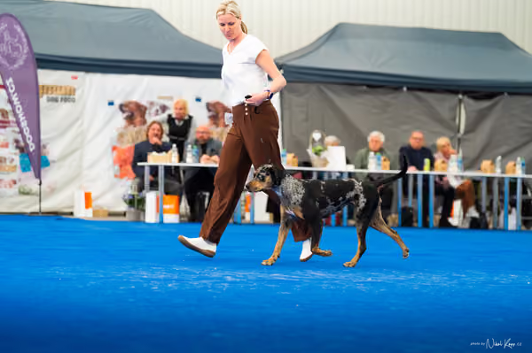 For Pets Cup – DOSPĚLÝ