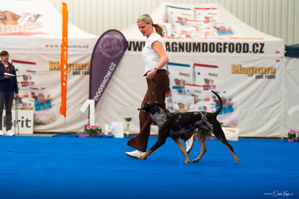 For Pets Cup – DOSPĚLÝ