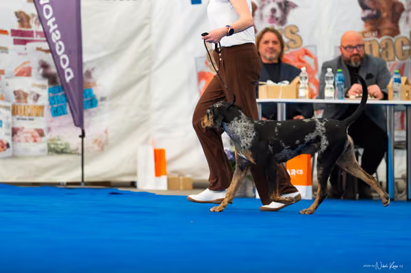 For Pets Cup – DOSPĚLÝ