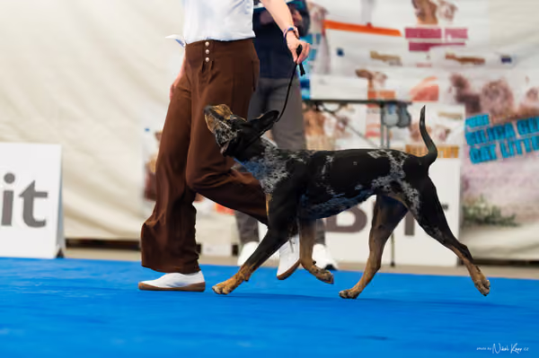 For Pets Cup – DOSPĚLÝ