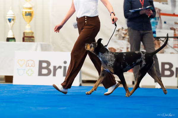 For Pets Cup – DOSPĚLÝ