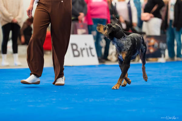 For Pets Cup – DOSPĚLÝ
