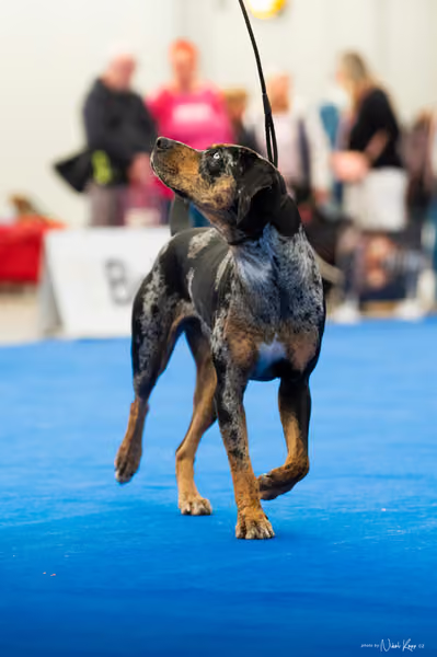 For Pets Cup – DOSPĚLÝ