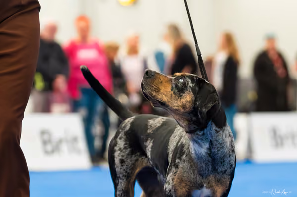 For Pets Cup – DOSPĚLÝ