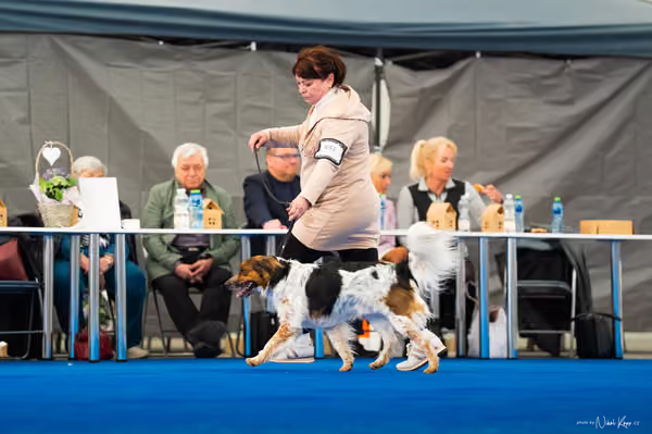 For Pets Cup – DOSPĚLÝ