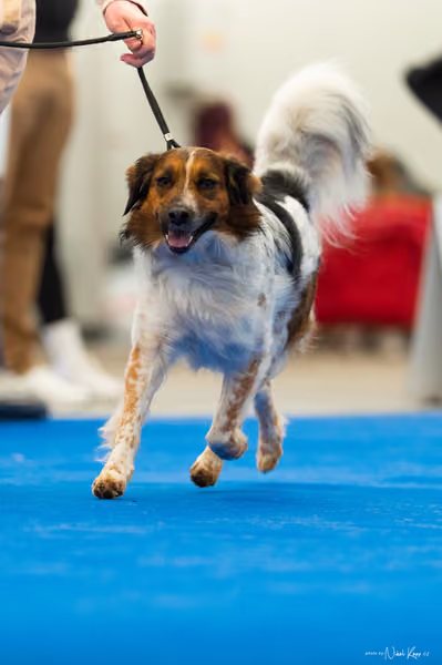 For Pets Cup – DOSPĚLÝ