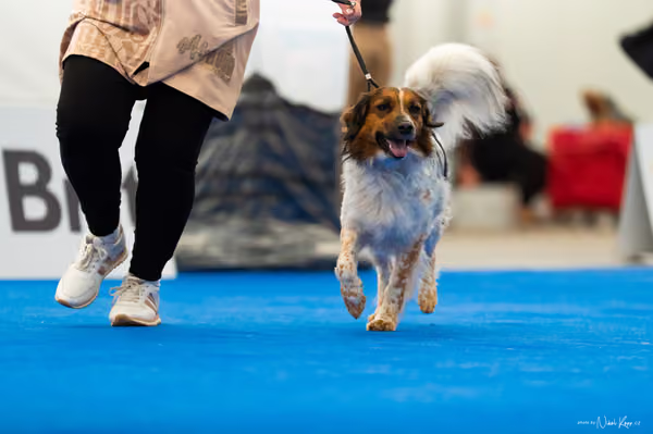 For Pets Cup – DOSPĚLÝ