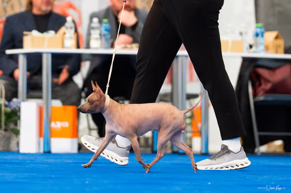 For Pets Cup – DOSPĚLÝ