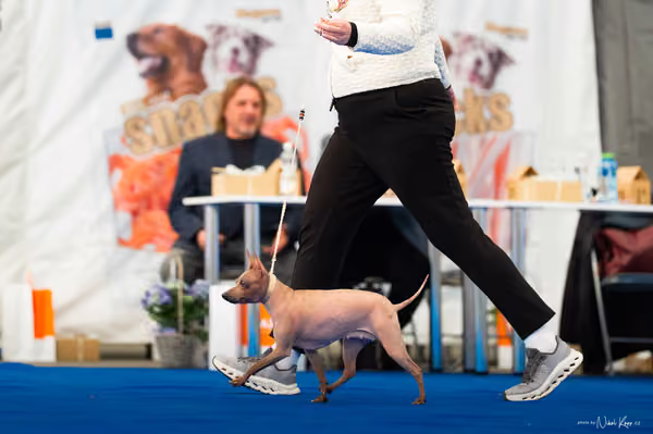 For Pets Cup – DOSPĚLÝ