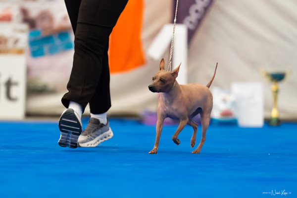 For Pets Cup – DOSPĚLÝ