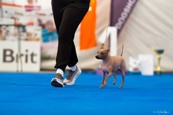 For Pets Cup – DOSPĚLÝ