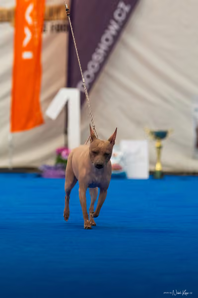 For Pets Cup – DOSPĚLÝ
