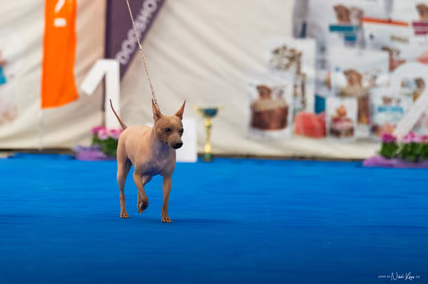 For Pets Cup – DOSPĚLÝ