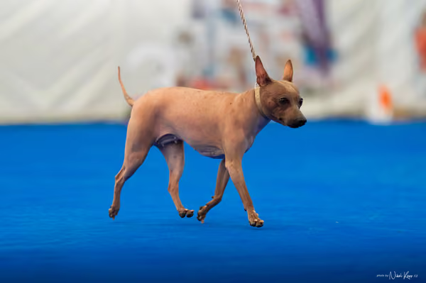 For Pets Cup – DOSPĚLÝ