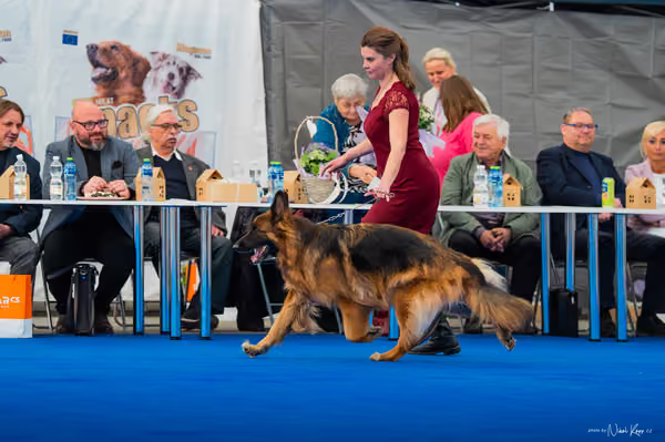 For Pets Cup – DOSPĚLÝ