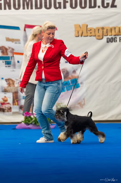 For Pets Cup – DOSPĚLÝ