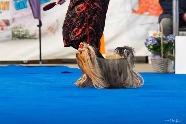 For Pets Cup – DOSPĚLÝ