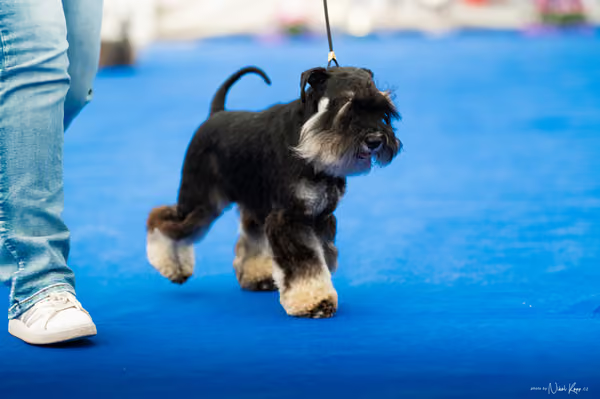 For Pets Cup – DOSPĚLÝ