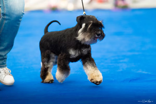 For Pets Cup – DOSPĚLÝ