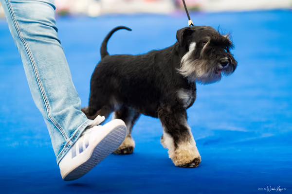 For Pets Cup – DOSPĚLÝ