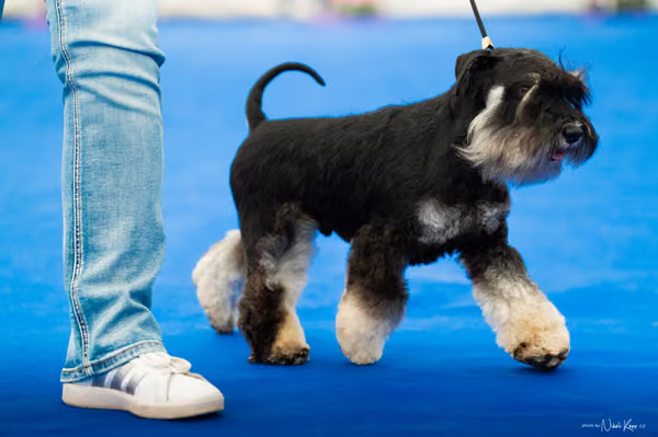 For Pets Cup – DOSPĚLÝ