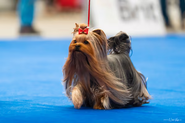 For Pets Cup – DOSPĚLÝ