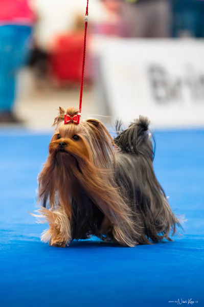 For Pets Cup – DOSPĚLÝ