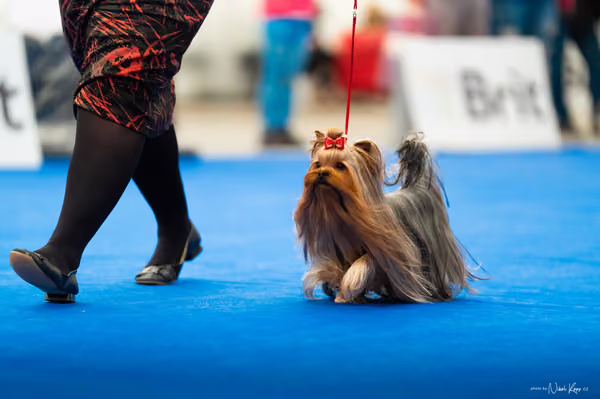 For Pets Cup – DOSPĚLÝ