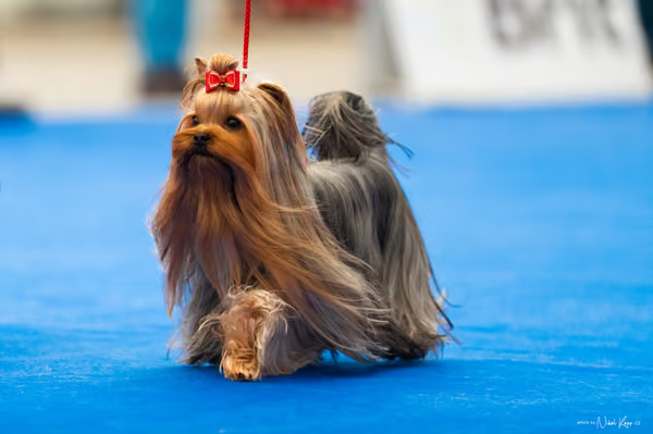 For Pets Cup – DOSPĚLÝ