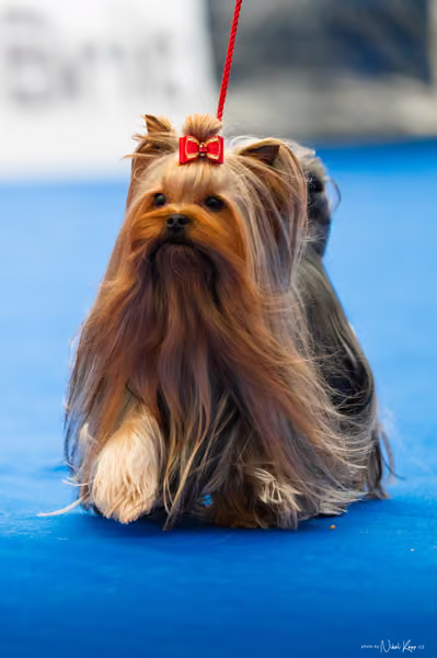 For Pets Cup – DOSPĚLÝ