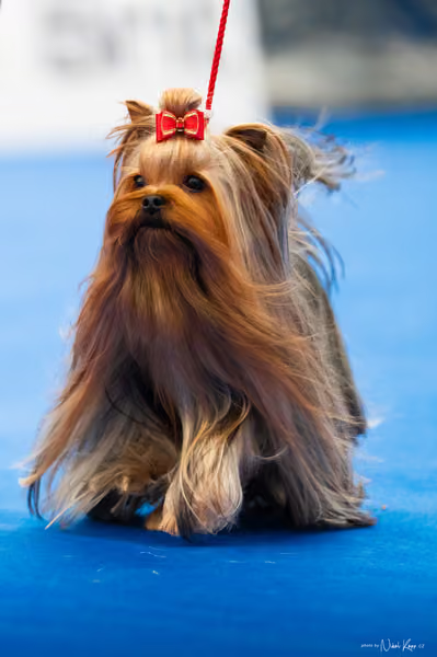 For Pets Cup – DOSPĚLÝ