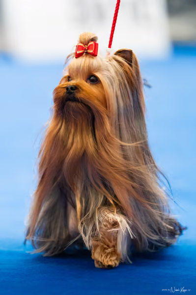 For Pets Cup – DOSPĚLÝ