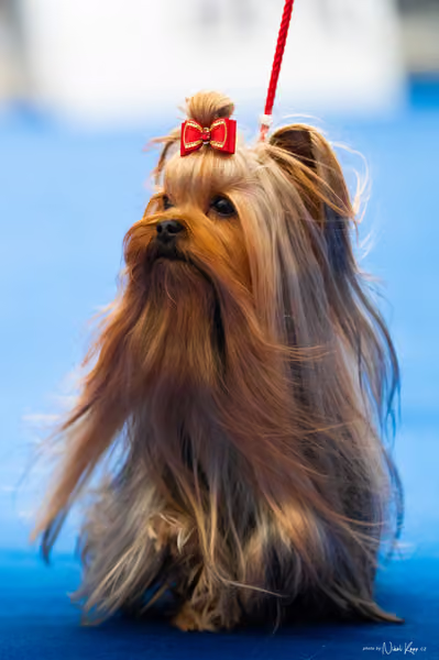For Pets Cup – DOSPĚLÝ
