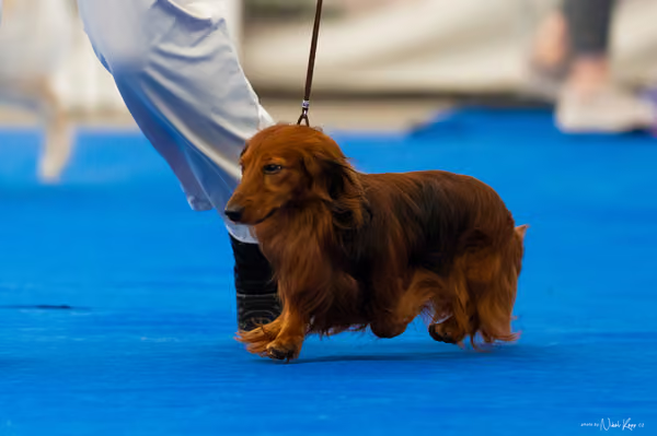 For Pets Cup – DOSPĚLÝ