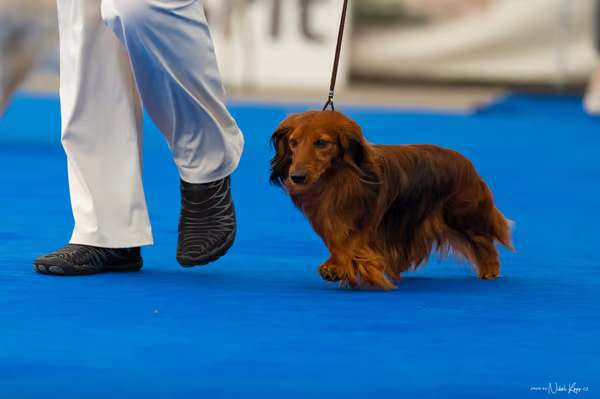 For Pets Cup – DOSPĚLÝ
