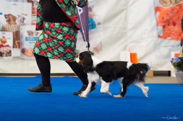 For Pets Cup – DOSPĚLÝ